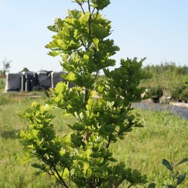 Ąžuolas paprastasis “fastigiata” (Quercus robur)