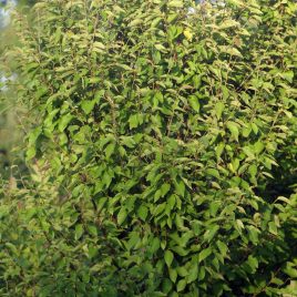Beržas maksimovičiaus (Betula maximowicziana)