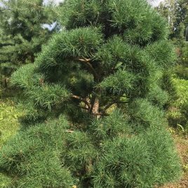 Pušis paprastoji formuota sodo bonsai / niwaki (Pinus sylvestris)