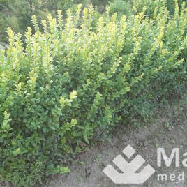 Buksmedis paprastasis (Buxus sempervirens)