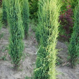 Kadagys paprastasis “Arnold” (Juniperus communis)