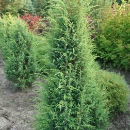 Kadagys paprastasis “Hibernica” (Juniperus communis)
