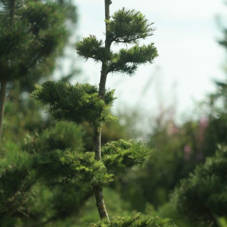 Maumedis europinis (bonsai)