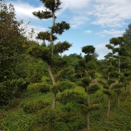 Maumedis europinis formuotas sodo bonsai / niwaki (Larix decidua)
