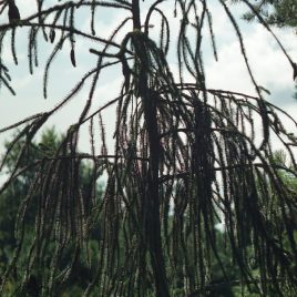 Eglė paprastoji “virgata” (Picea abies)