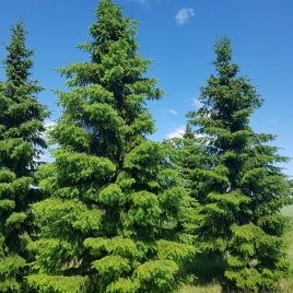 Eglė serbinė (Picea omorika)