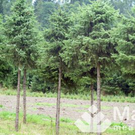 Eglė serbinė formuota “rutulys” (Picea omorika)
