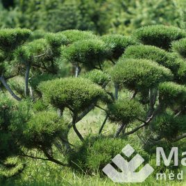 Pušis kalninė formuota sodo bonsai / niwaki (Pinus mugo)