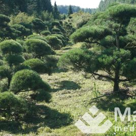 Pušis kalninė formuota sodo bonsai / niwaki (Pinus mugo)