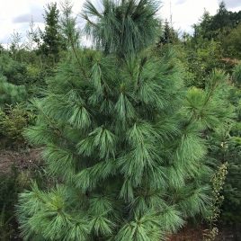 Pušis himalajinė (Pinus wallichiana)