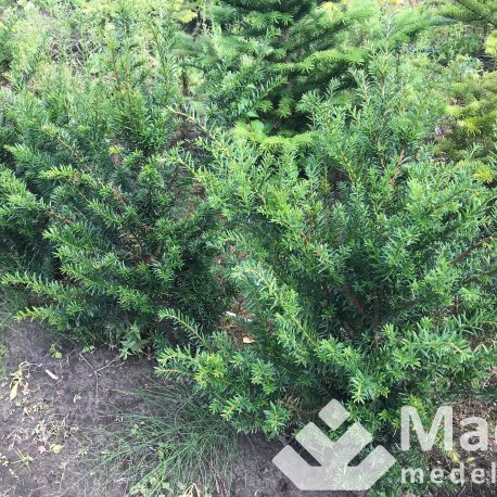 taxus_baccata_5